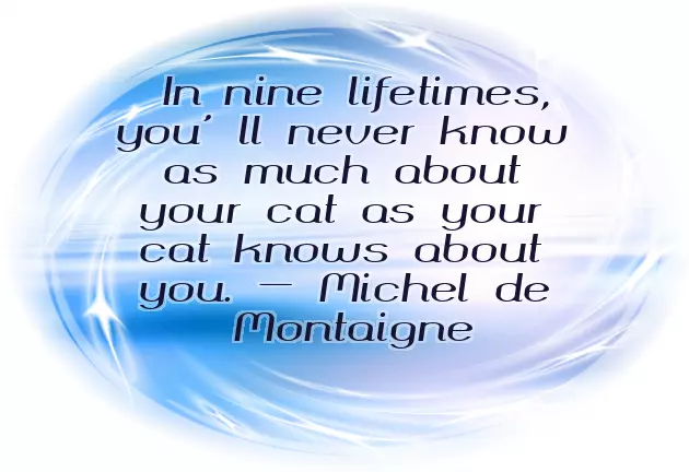 Birthday Wishes For Cat