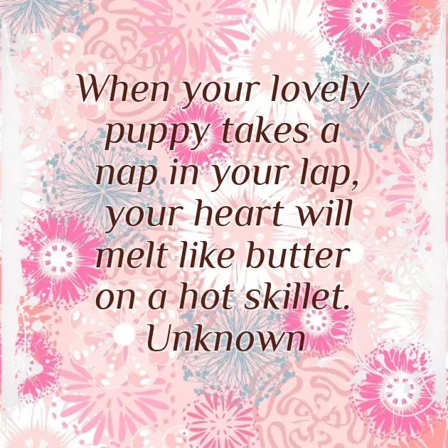 Congrats On Your New Puppy