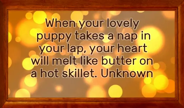 Congratulations On Your New Pet