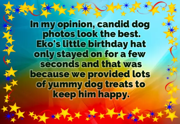 Happy Birthday Dachshund