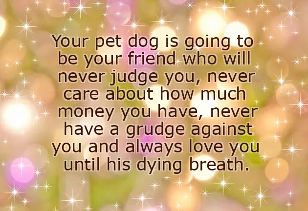 Congratulations On Your New Pet