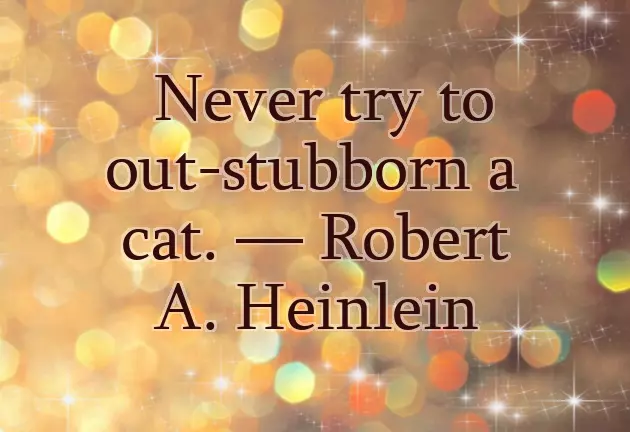 Birthday Wishes For Cat