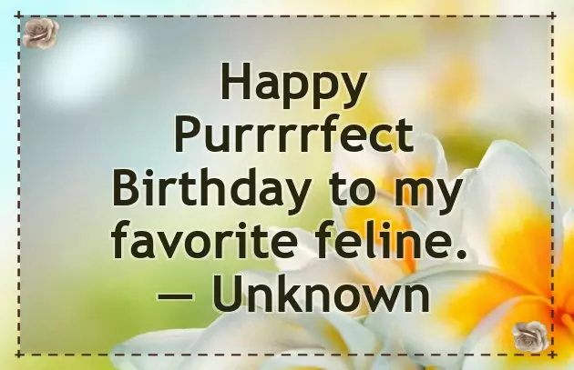 Birthday Wishes For Cat