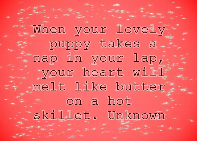 Congratulations On New Dog Congratulations On New Dog