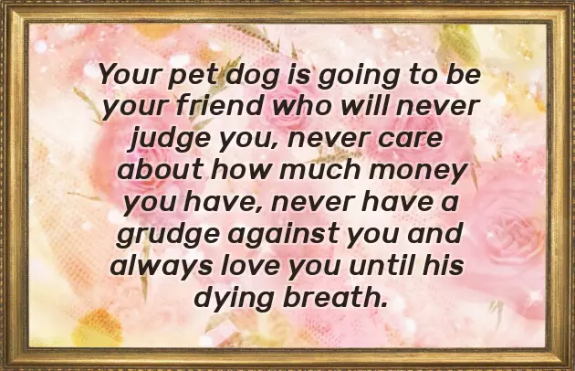 Congratulations On New Dog Congratulations On New Dog